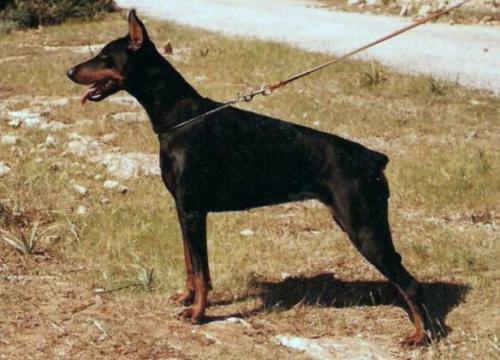 Jolly de los Valientes | Black Doberman Pinscher