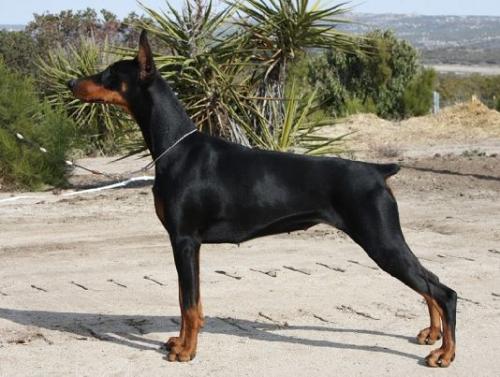 Adara by the Sea | Black Doberman Pinscher