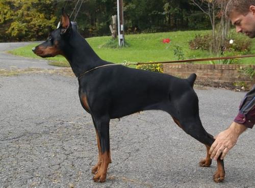 Canis Maximus Lakomka | Black Doberman Pinscher