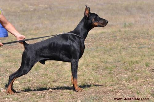 Remijaguare Eragon | Black Doberman Pinscher