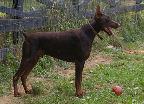 Rossiiskiy Kolorit Janki | Brown Doberman Pinscher