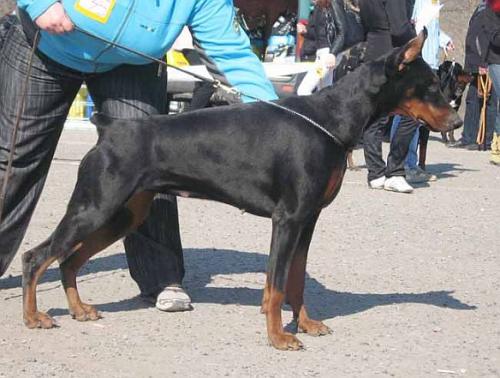 Caspian Breeze Gortenzia | Black Doberman Pinscher