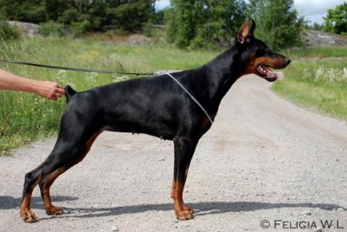 Barbara Cherry's Wild | Black Doberman Pinscher