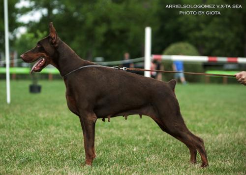 Arriel Solo Gomez v. X-Ta-Sea | Brown Doberman Pinscher