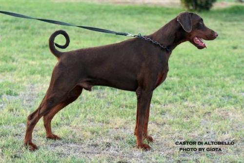 Castor di Altobello | Brown Doberman Pinscher