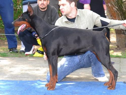 Fanta Unreachables | Black Doberman Pinscher