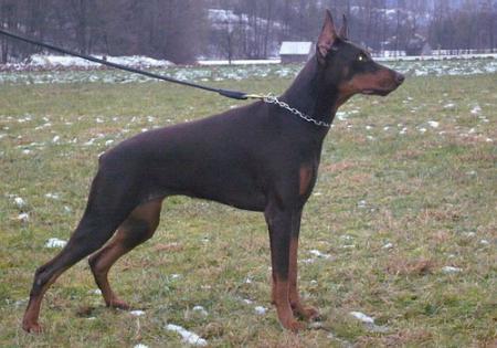 Sant Kreal Nuova Fiaba | Brown Doberman Pinscher