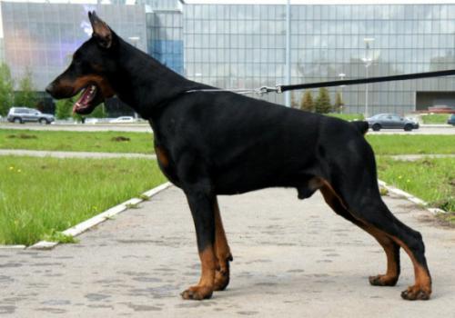 Livonija Baron Niccolo Nero | Black Doberman Pinscher