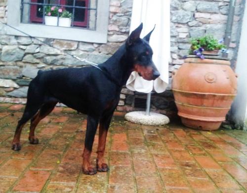 Toscana del Diamante Nero | Black Doberman Pinscher