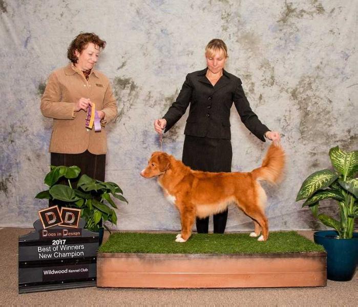 Fourwinds Roaneden Rogue Wave | Nova Scotia Duck Tolling Retriever 