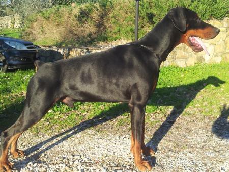 Tabacco del Diamante Nero | Black Doberman Pinscher