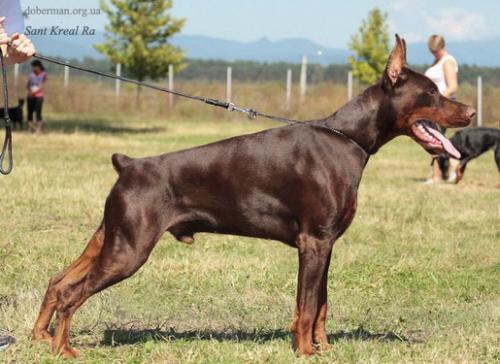 Sant Kreal Ra | Brown Doberman Pinscher