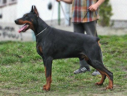 V'Hiram Virus od Telepa | Black Doberman Pinscher