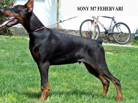Sony M7 Fehervari | Black Doberman Pinscher