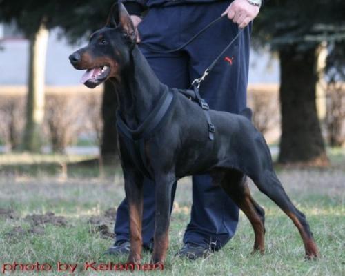 Zig-Zag od Telepa | Black Doberman Pinscher