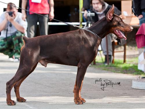 Ziegfried Zoff Chocco od Telepa | Brown Doberman Pinscher