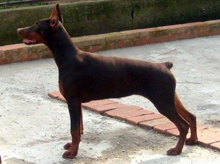 Dunja Betelges | Brown Doberman Pinscher