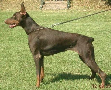 Elegant Elektradeoro (LO1089543) | Brown Doberman Pinscher