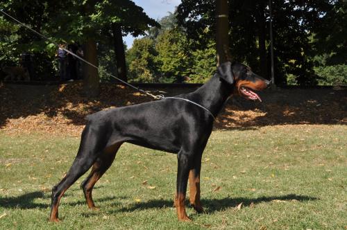 Evitaerin (LO1089544) | Black Doberman Pinscher