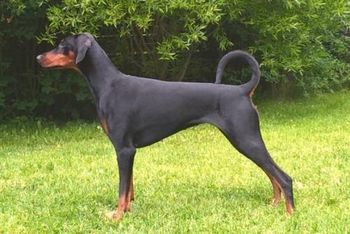 Dream Bay's Aphrodite | Black Doberman Pinscher