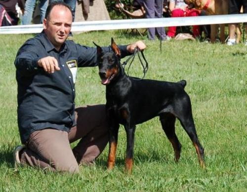 Rellaps Desperado | Black Doberman Pinscher