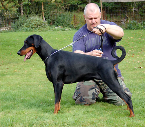 Tierra's Viva La Vida | Black Doberman Pinscher