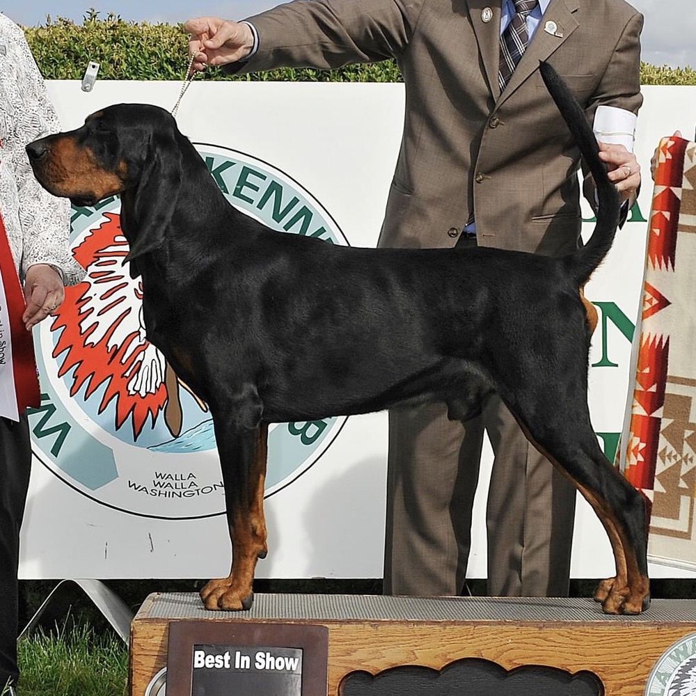 Windbourne HD Ranch King of the Road | Black and Tan Coonhound 