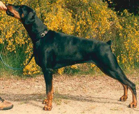 Heimdall's Illala | Black Doberman Pinscher