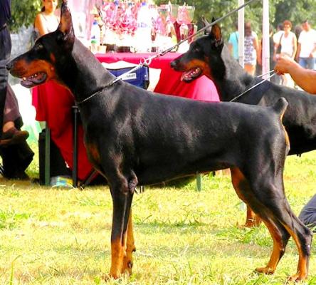 Gwendolin de Jardin de Elfos | Black Doberman Pinscher