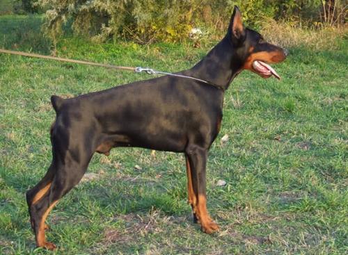 Billy Balboa v. Cobra | Black Doberman Pinscher