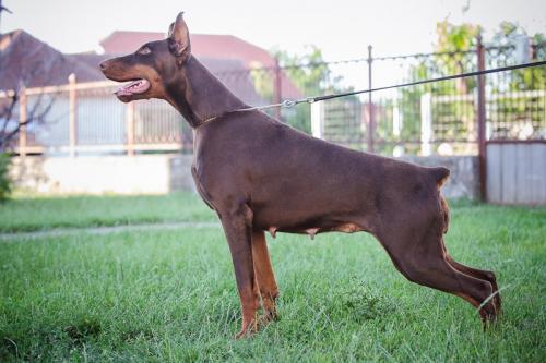 Abba di Bestanera | Brown Doberman Pinscher