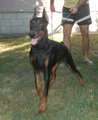 Fila di Bestanera | Black Doberman Pinscher