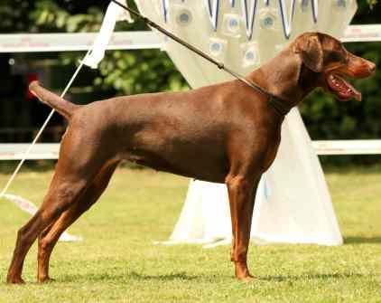 Mecky v.d. Fuggerstadt | Brown Doberman Pinscher