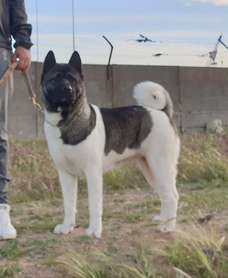 Bouchka | Akita 