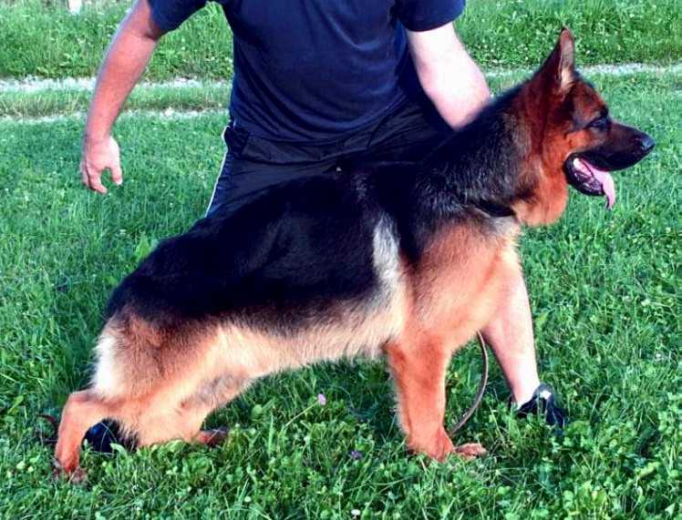 CRIPTO GIM | German Shepherd Dog 