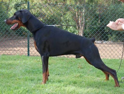 Gin Tonico de Gipeuca | Black Doberman Pinscher