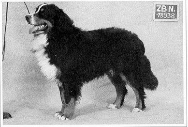 Iwan v.d. Holderstockhöhe | Bernese Mountain Dog 