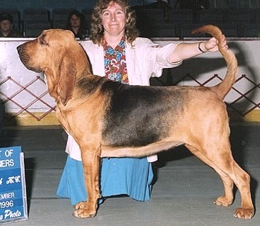 Shiloh's Class Act | Bloodhound 