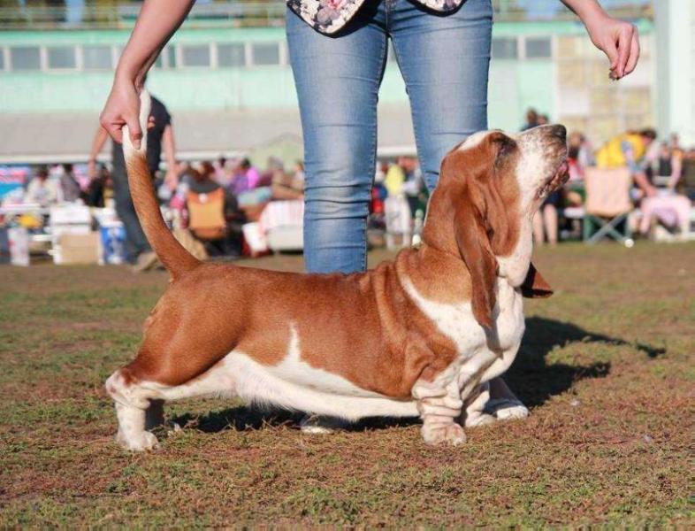 Light Night Sunshine Red | Basset Hound 