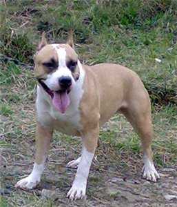 Dao Dzhuan Dominika Uniku Stars Shou | American Staffordshire Terrier 