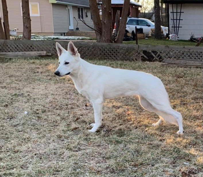 Mackenzie's Princess Leiah | White Swiss Shepherd Dog 