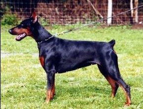 Astrid de Gipeuca | Black Doberman Pinscher