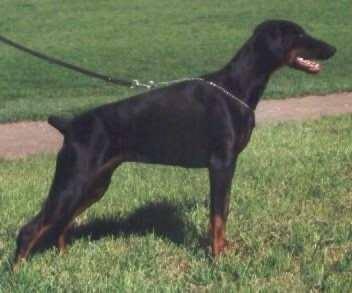 Bluepearl v. Eden | Black Doberman Pinscher