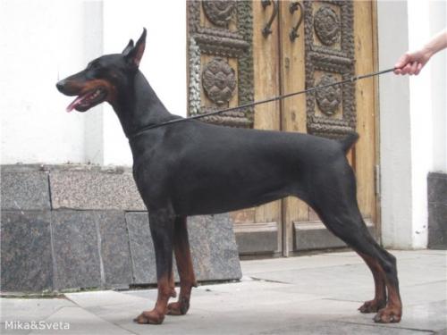 Melanie Crystal Dew | Black Doberman Pinscher