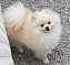 SALT CREEK'S KISSME KATE | German Spitz 