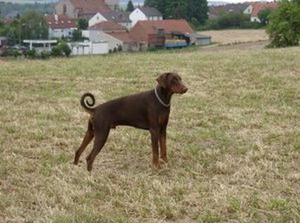 King v. Hetzenberg | Brown Doberman Pinscher