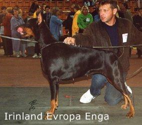 Irinland Evropa Enga | Black Doberman Pinscher