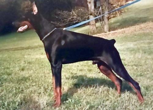 Cion v. Eden | Black Doberman Pinscher