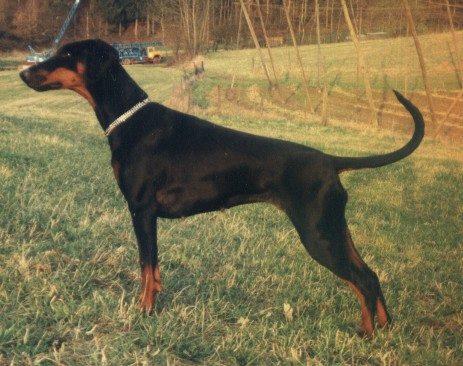 Cinderrella v. Eden | Black Doberman Pinscher