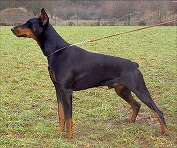 Atilla v. Südharz | Black Doberman Pinscher